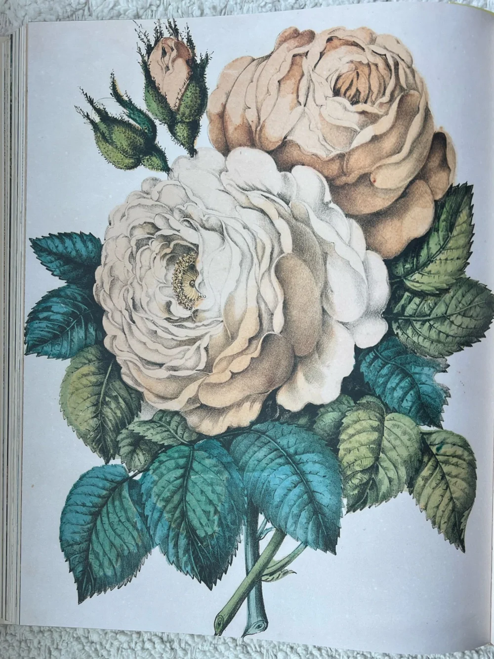 🆕 XL John Derian Coffee Table Picture Book Floral Animals Natural Art Folk Paint